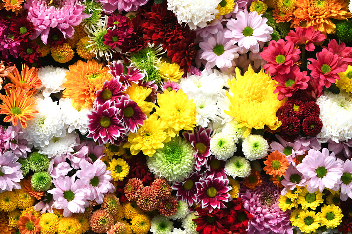 綺麗な花の画像